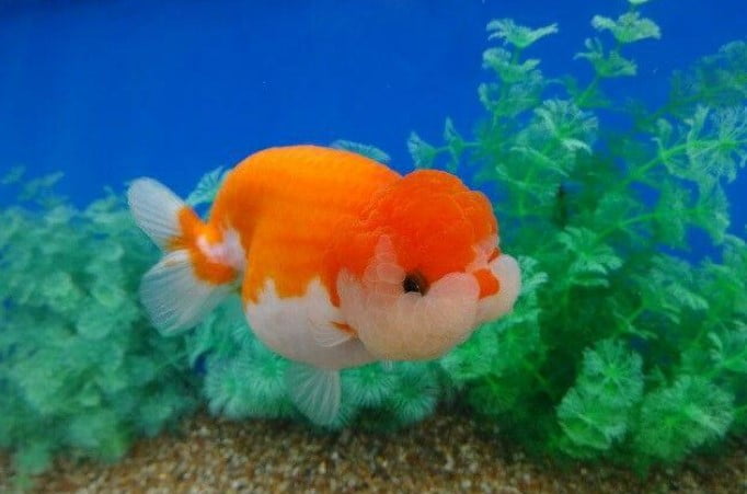 Cá Ranchu