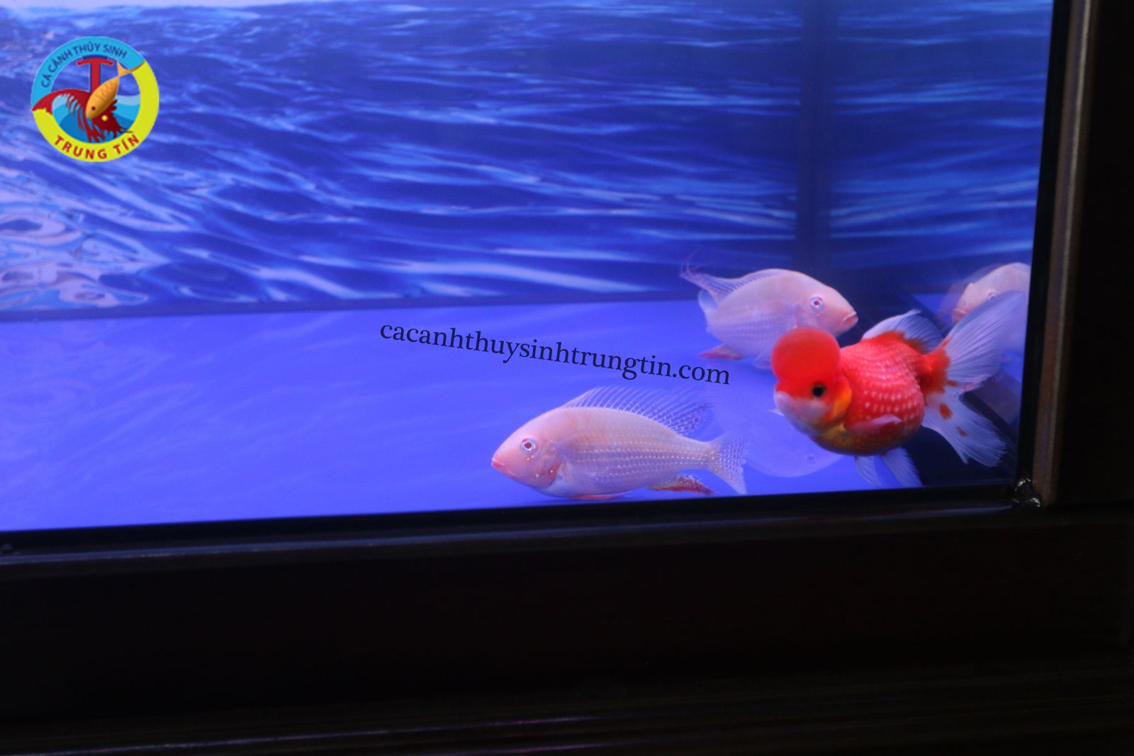 Cá Hải Hồ Albino