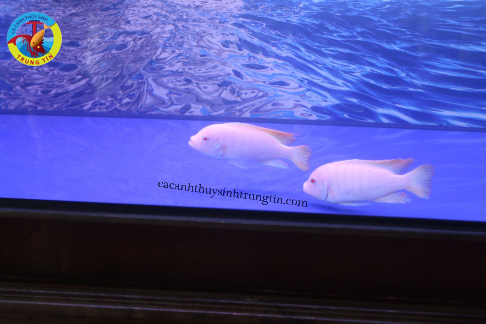 Cá Hải Hồ Albino