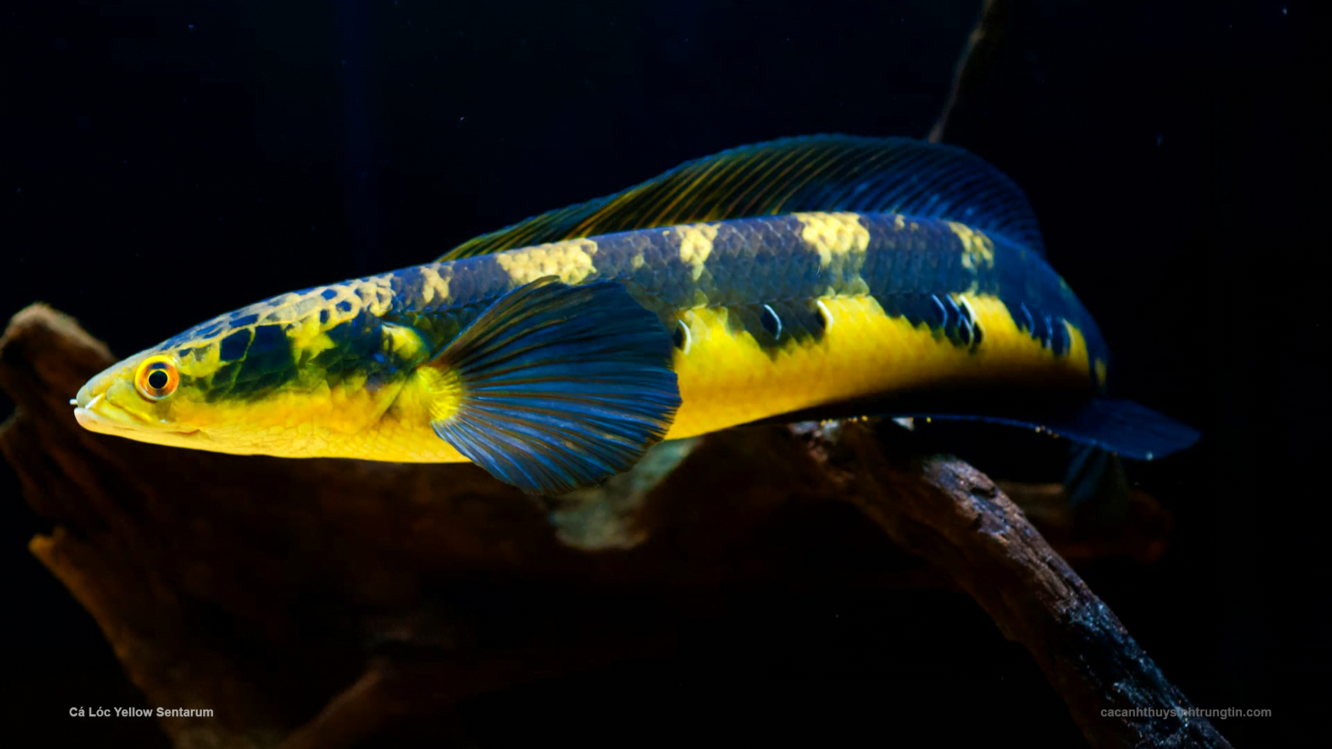 Lóc Yellow Sentarum