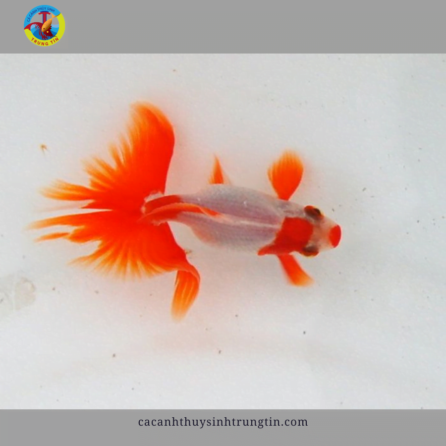 cá ba đuôi bướm