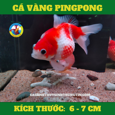 ca-ping-pong-size-6-7