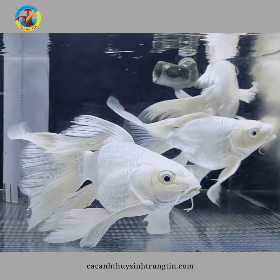 cá chép sư tử trắng