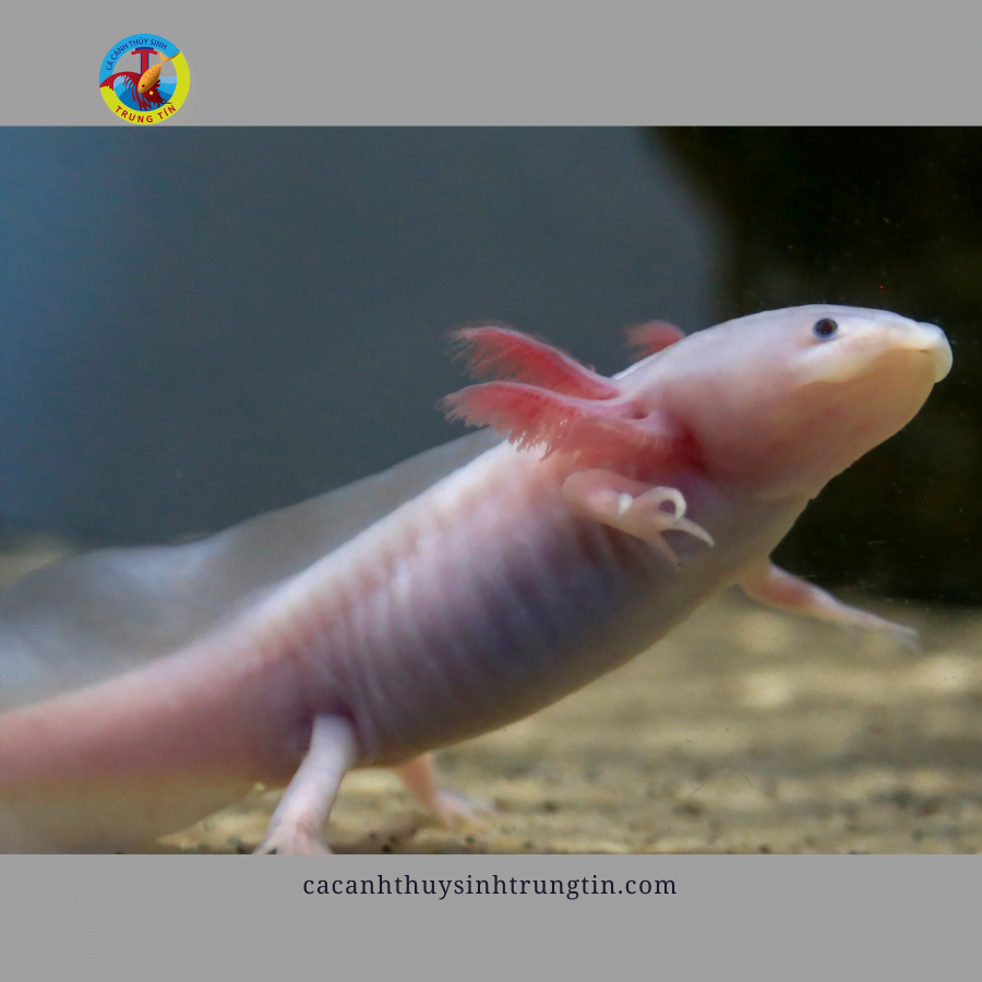 cá khủng long axolot