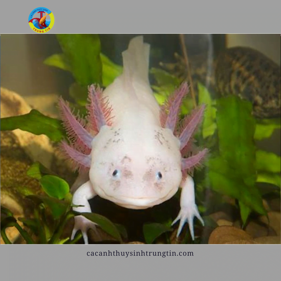 cá khủng long axolot