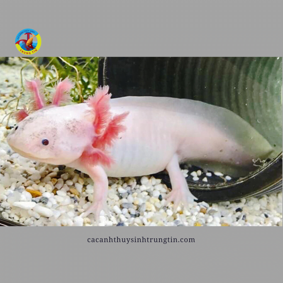 cá khủng long axolot