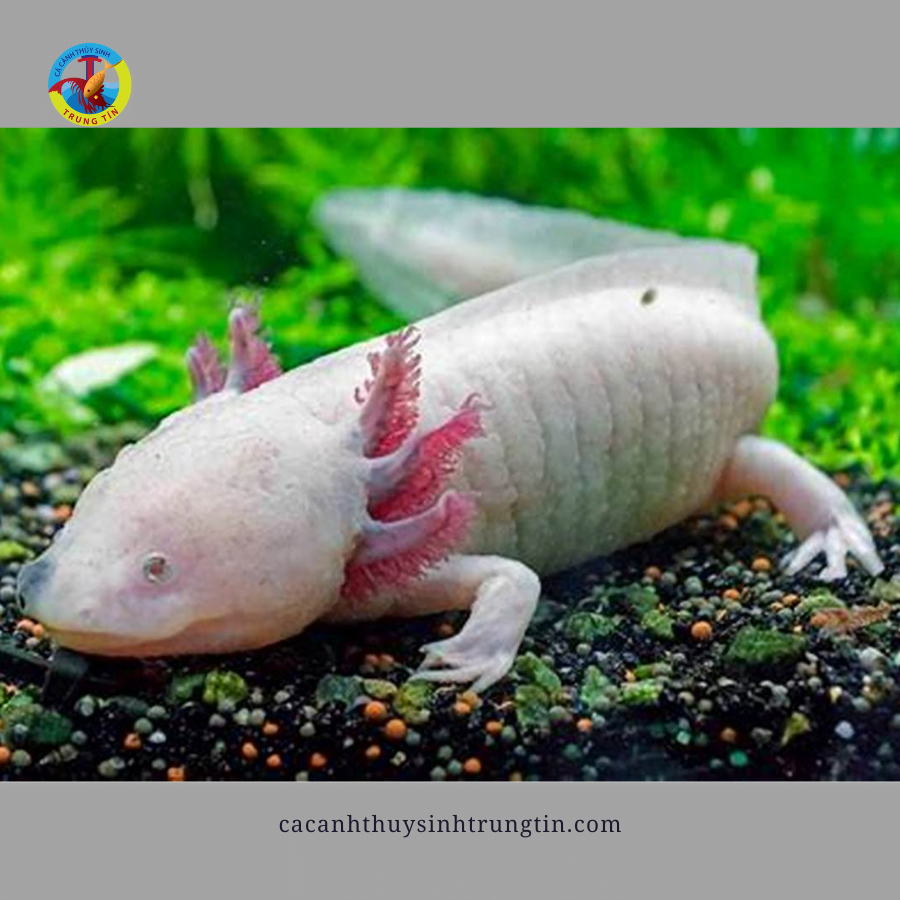 cá khủng long axolot