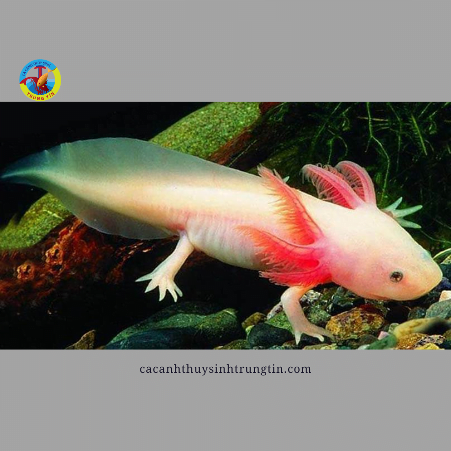 cá khủng long axolot