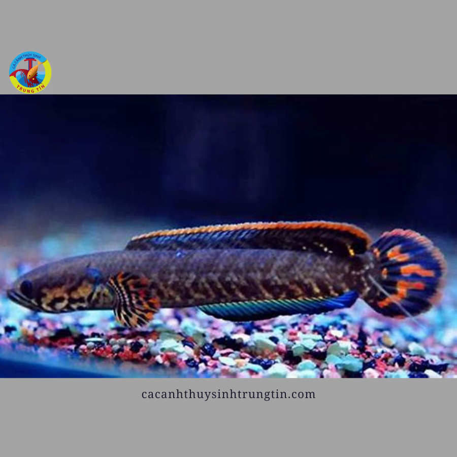 cá lóc cầu vồng