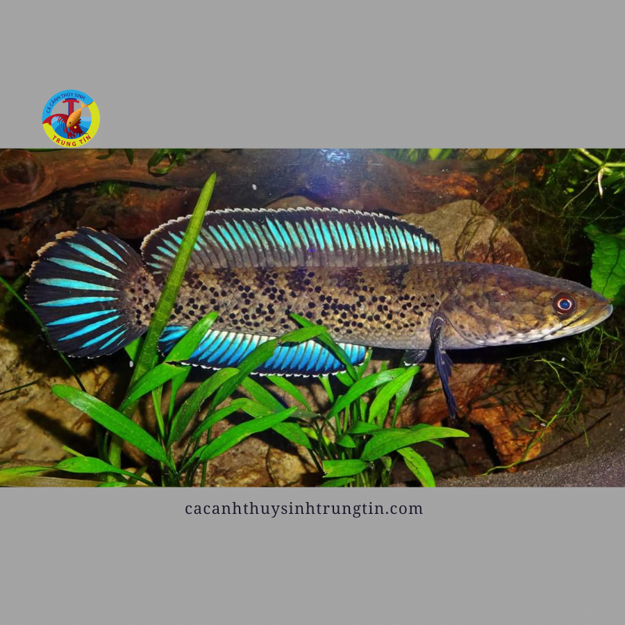 cá lóc tiểu hoàng đế