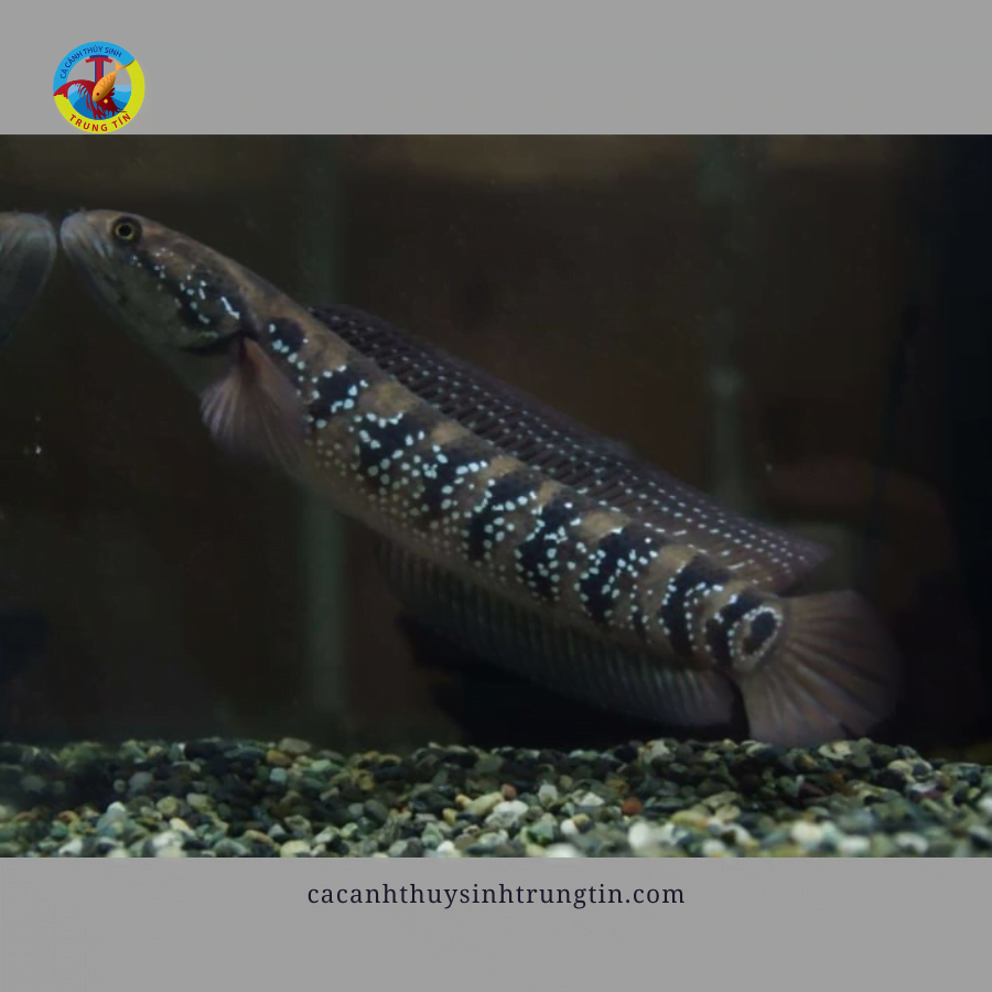 cá lóc trân châu