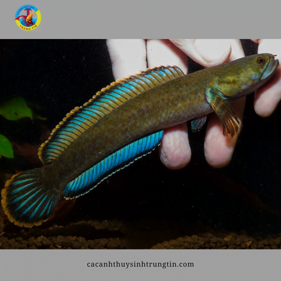 cá lóc vây xanh