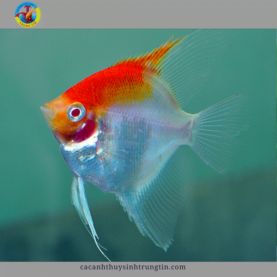 cá ông tiên koi