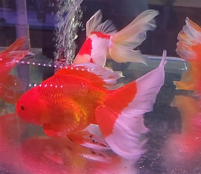 cá ba đuôi đầu lân