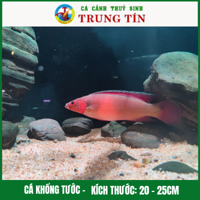 Cá khổng tước (Red Tapajos Pike)