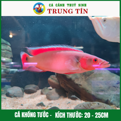 Cá khổng tước (Red Tapajos Pike)