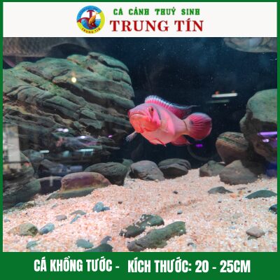 Cá khổng tước (Red Tapajos Pike)