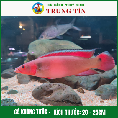 Cá khổng tước (Red Tapajos Pike)