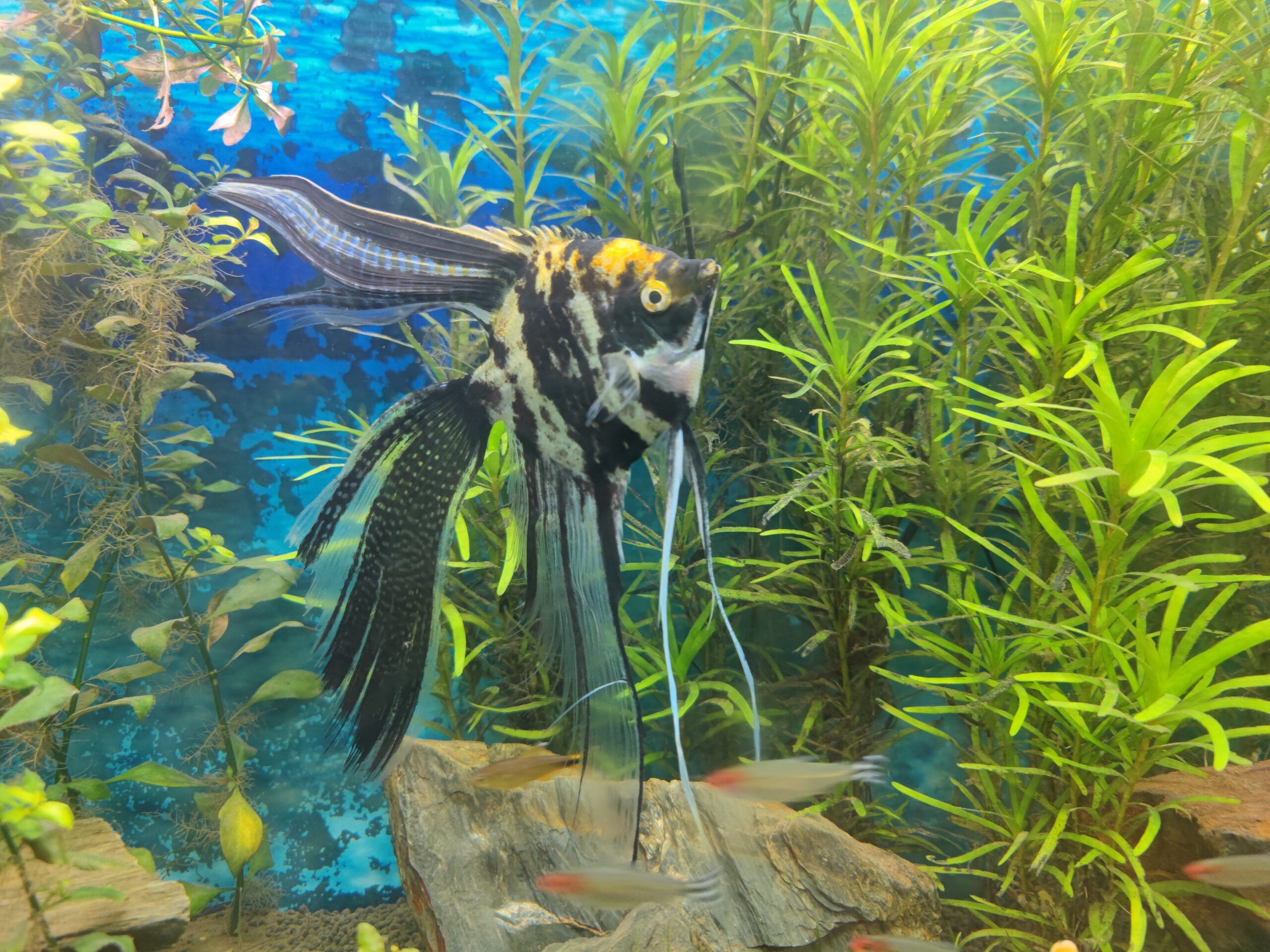 cách setup bể nuôi cá thần tiên cách setup bể nuôi cá thần tiên