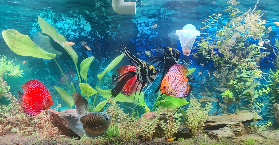 cây thủy sinh cho bể nuôi cá thần tiên