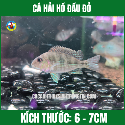 CÁ HẢI HỒ ĐẦU ĐỎ