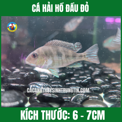CÁ HẢI HỒ ĐẦU ĐỎ