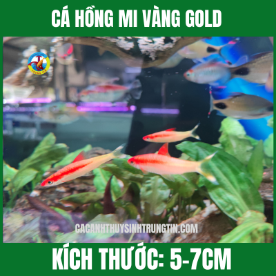 CÁ HỒNG MI VÀNG GOLD