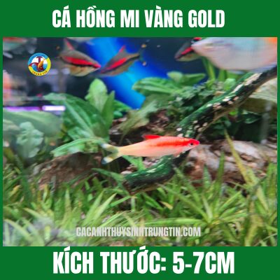 CÁ HỒNG MI VÀNG GOLD