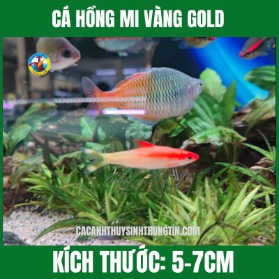 CÁ HỒNG MI VÀNG GOLD