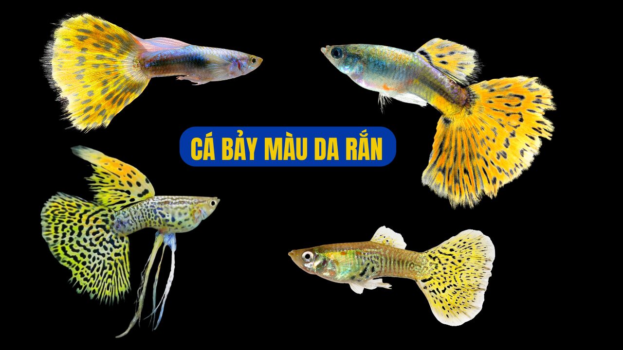 CÁ BẢY MÀU DA RẮN