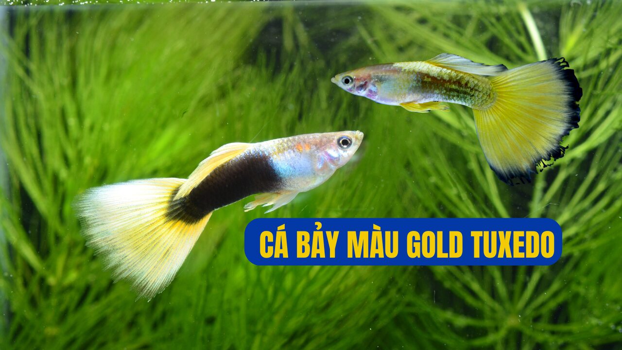 CÁ BẢY MÀU Gold Tuxedo