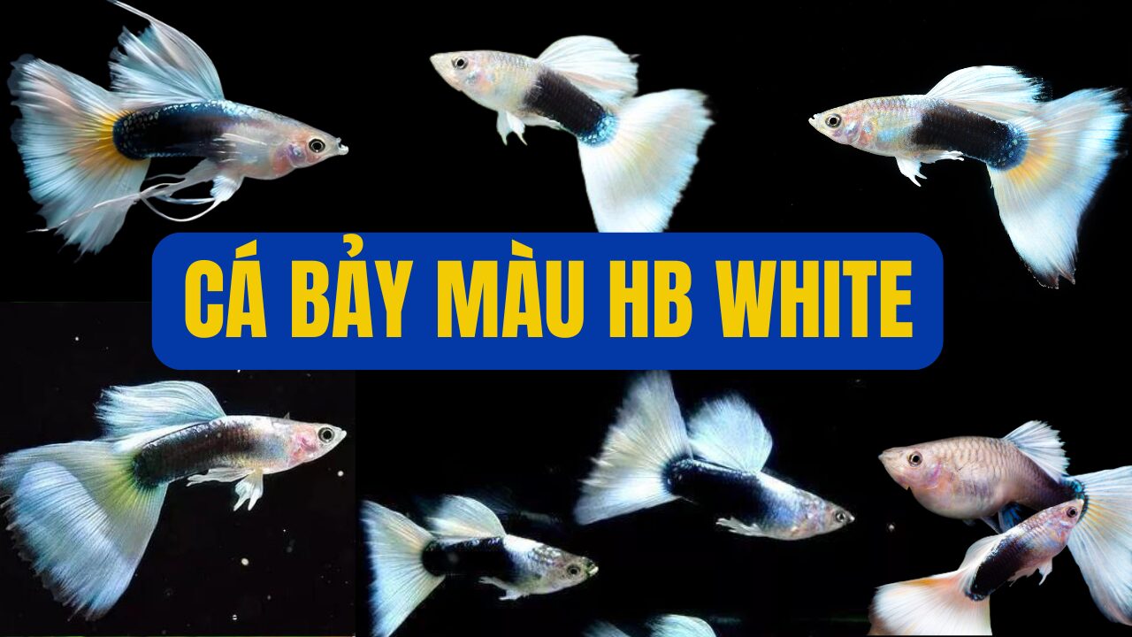 CÁ BẢY MÀU HB WHITE