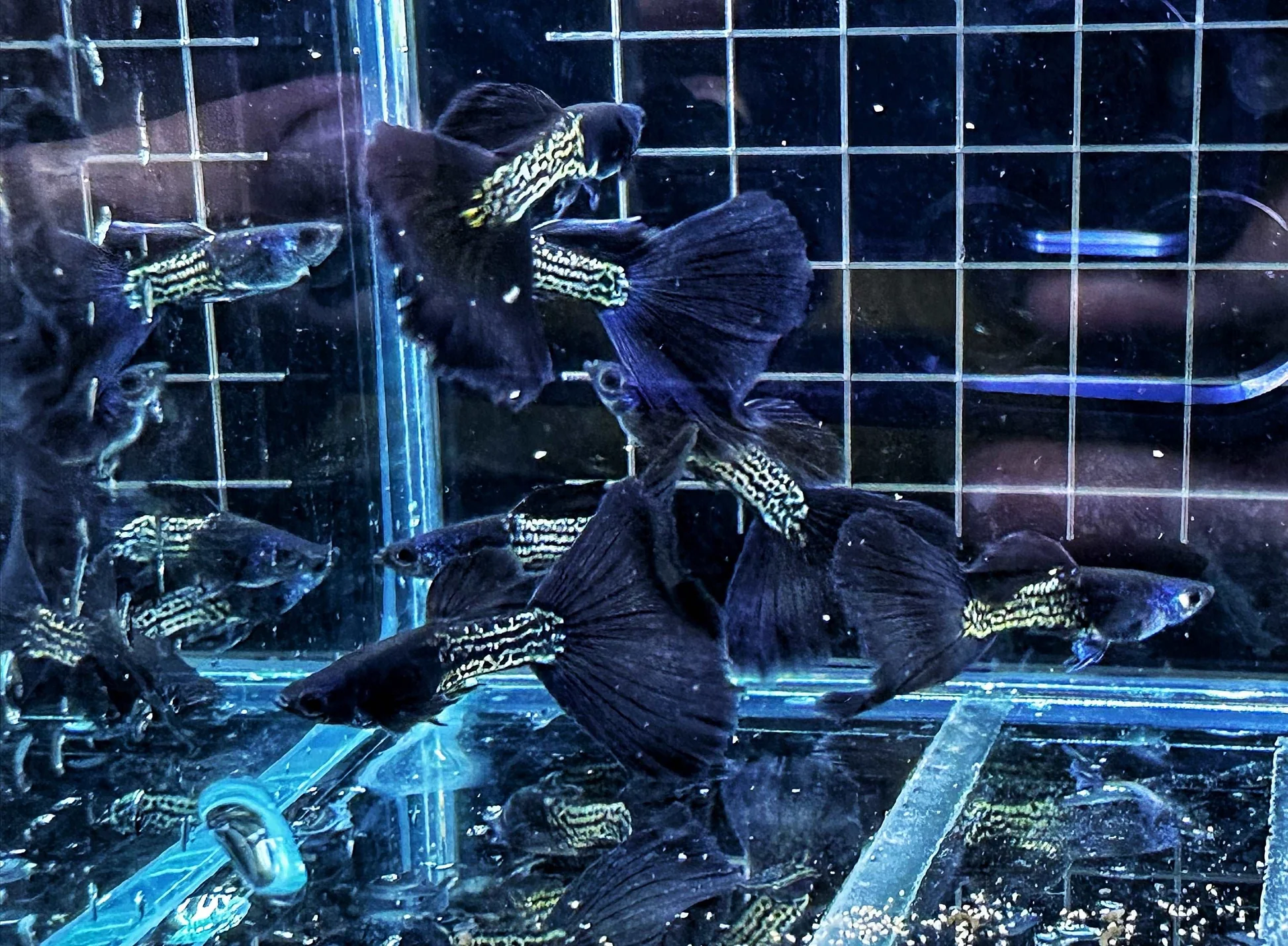 CÁ bảy màu Metal Black Tail