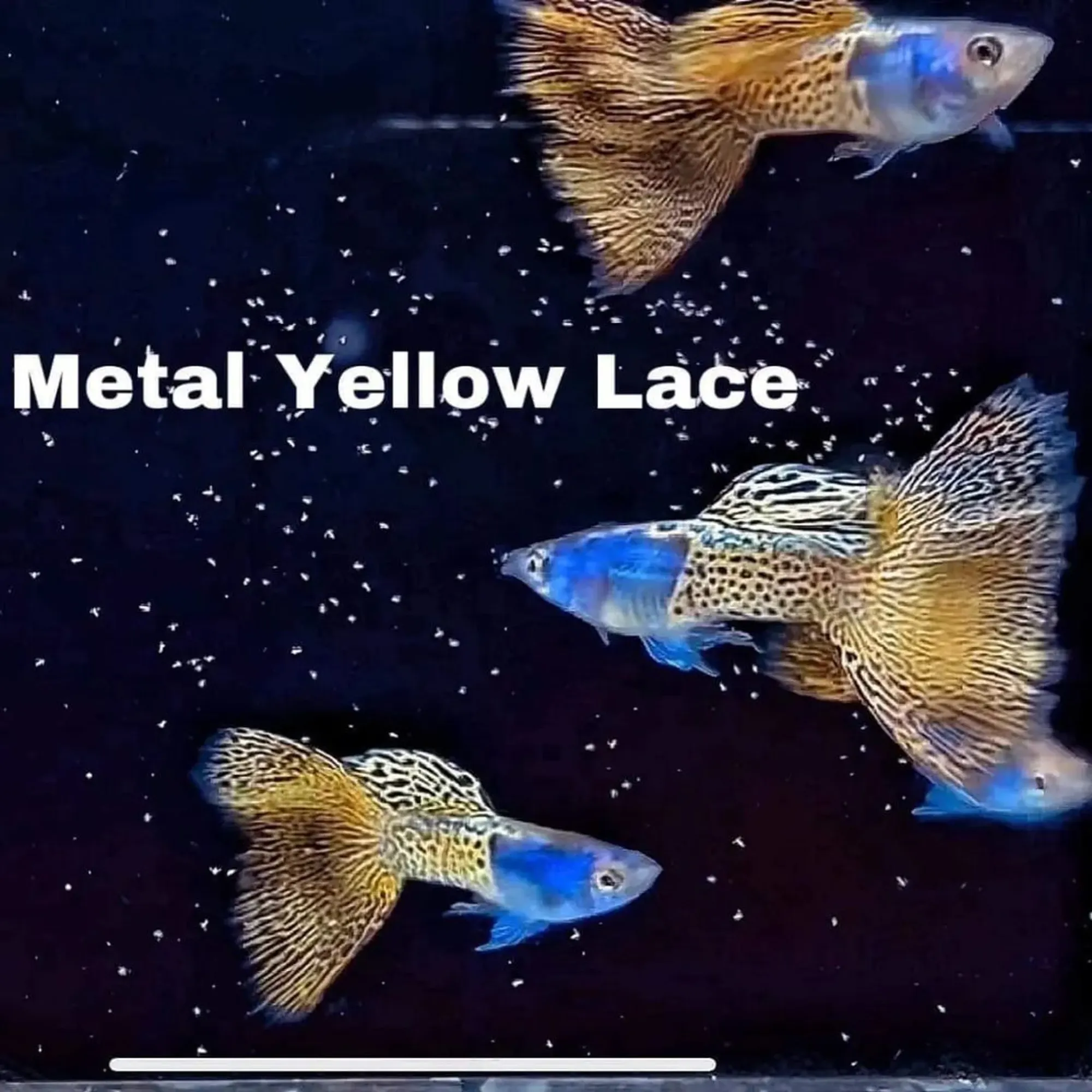 Metal Yellow Lace Guppy