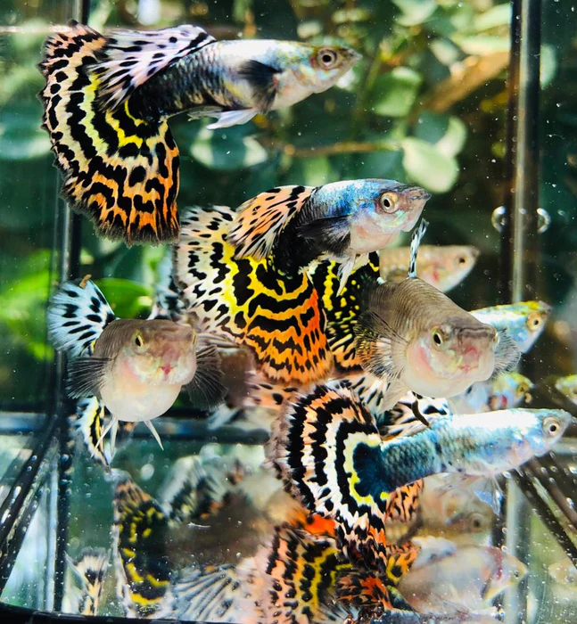 Cá bảy màu Tiger Half Moon