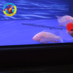 Cá Hải Hồ Albino