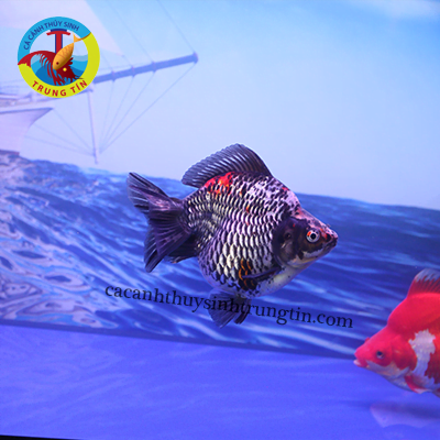 LƯU KIM - ĐEN (NHẬP)