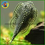 cá tỳ bà bướm