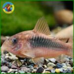 cá chuột cafe vây dài