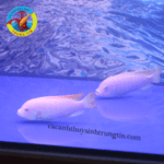 cá hải hồ albino