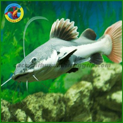 cá hồng vĩ mỏ vịt