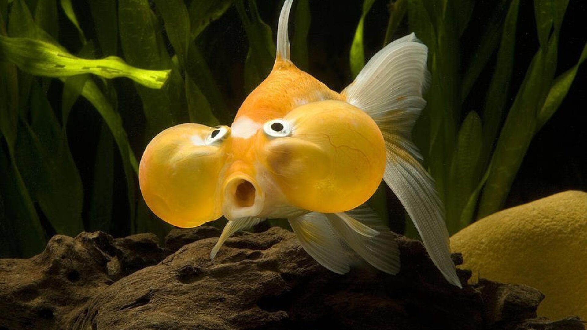 Cá Thủy Bao Nhãn (Bubble Eye Goldfish): HD Cách Nuôi Từ A đến Z