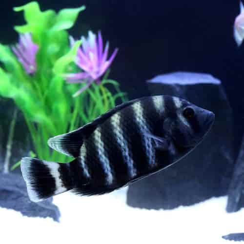 Cá Hoàng Tử Châu Phi