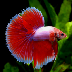 Cá betta (cá xiêm)