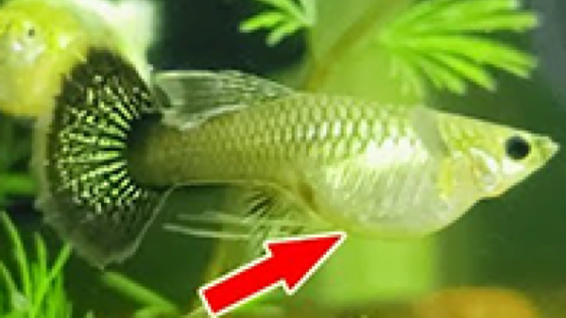 LÀM THẾ NÀO ĐỂ NHẬN BIẾT CÁ BẢY MÀU SẮP ĐẺ