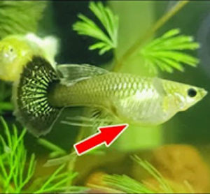 làm thế nào để nhận biết cá bảy màu sắp đẻ