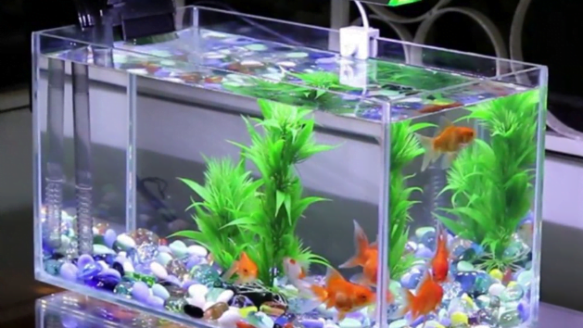 Những Lưu Ý Dành Cho Hồ Cá Của Bạn