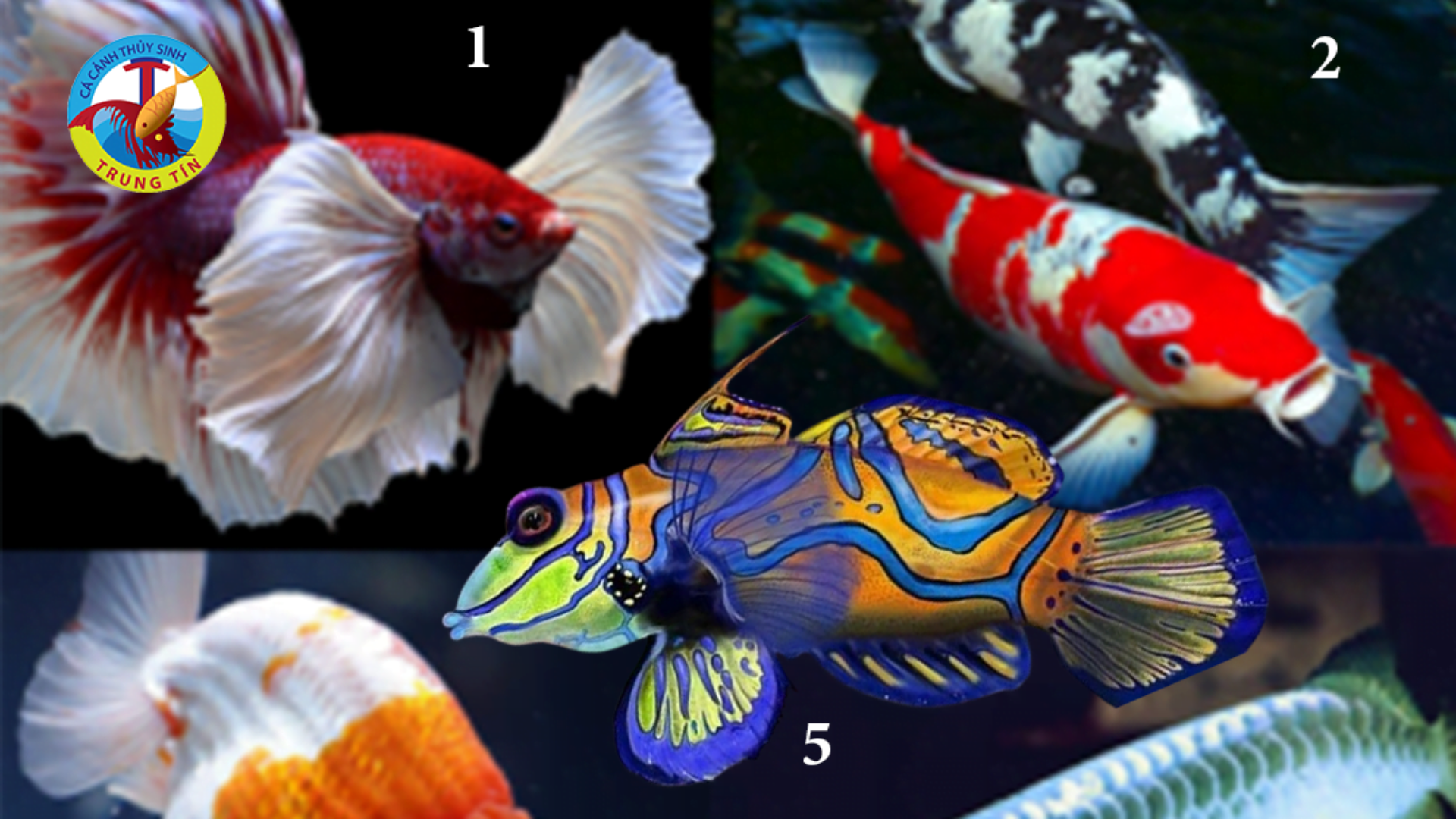 TOP 10 LOẠI CÁ ĐẮT GIÁ VÀ QUÝ HIẾM NHẤT Ở VIỆT NAM