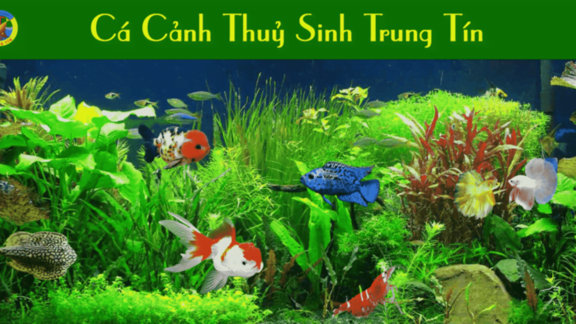 Trại Cá Betta Nào Lớn Nhất Thành Phố HCM