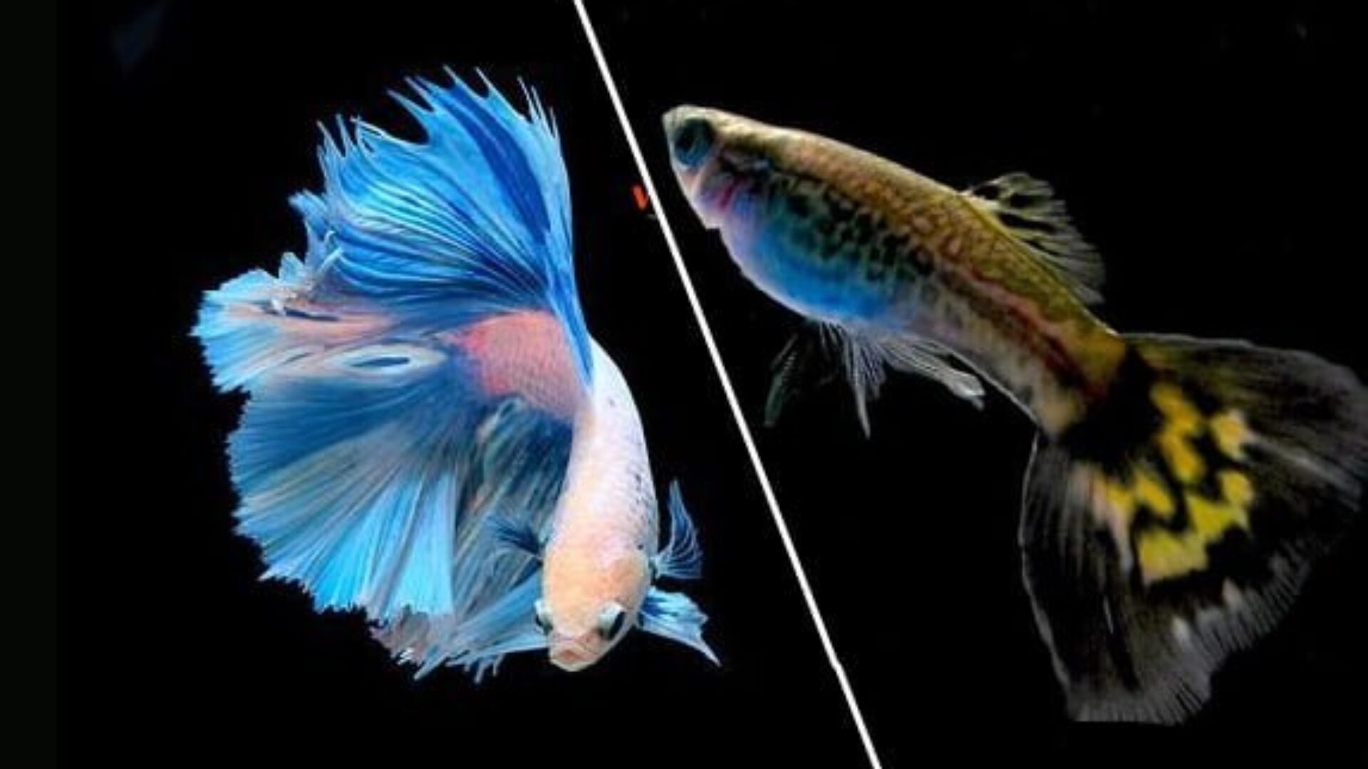 Cá Betta Nuôi Chung Cá 7 Màu Được Không